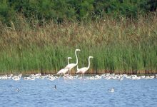 thumbnail_Fenic-e-avocette-averto