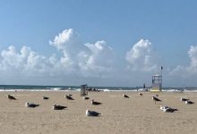 Gabbiani_in_spiaggia