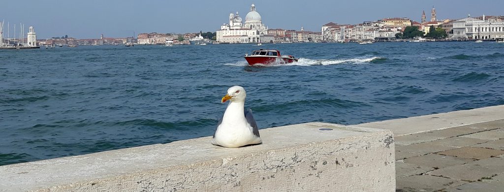 Monitoraggio del Gabbiano Reale a Venezia: pubblicati Rapporto intermedio e Relazione Finale
