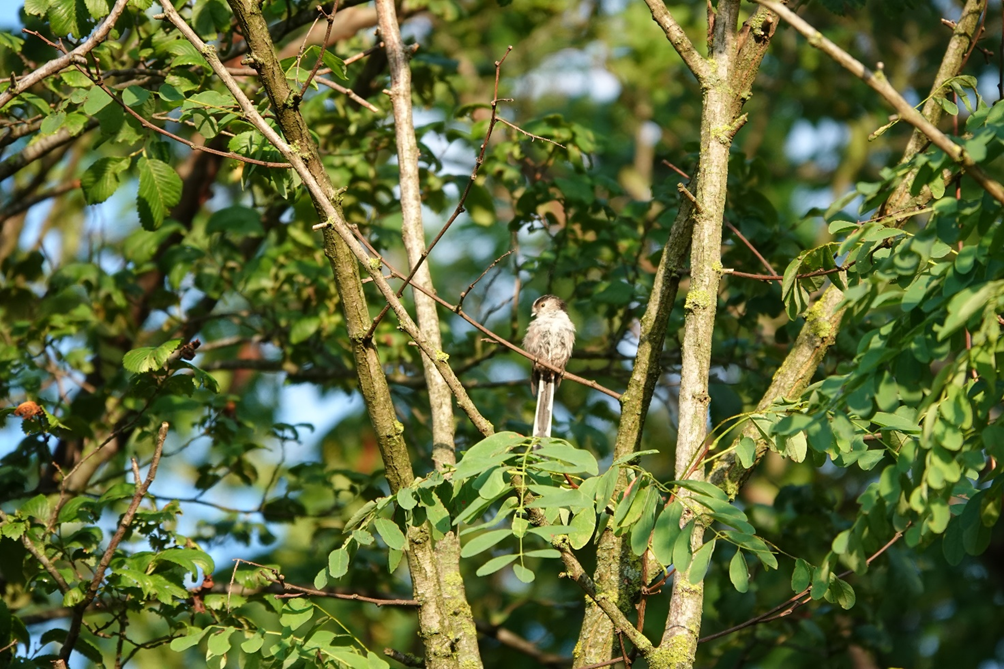 Bosco Belvedere e laghetti di Marteggia: continua il progetto di monitoraggio e valorizzazione del patrimonio naturalistico