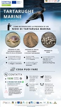 ITA-Tartarughe Marine