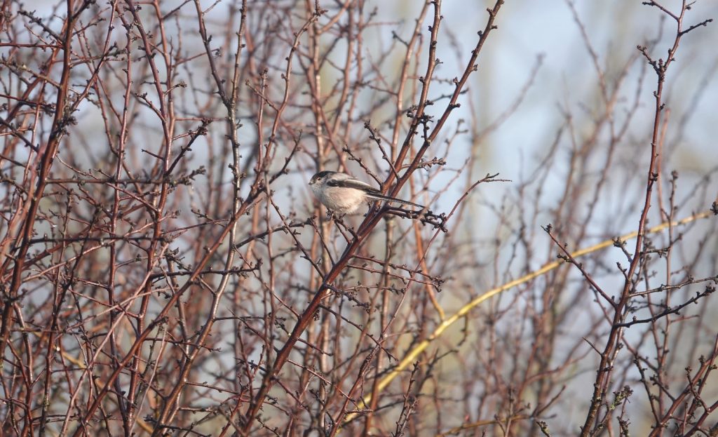 Progetto Bosco Belvedere di Meolo e Laghetti di Marteggia