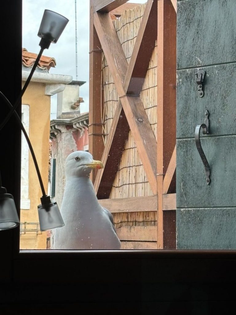 Presentati al Gruppo Veritas i risultati preliminari delle attività di ricerca 2024 del progetto 