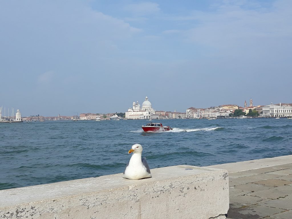 Gabbiano reale a Venezia: monitoraggio, ricerca e partecipazione per una convivenza pacifica