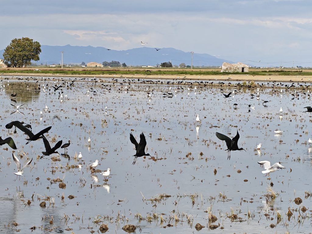 CORILA partecipa al lancio del progetto europeo COAST-SCAPES per la resilienza climatica costiera