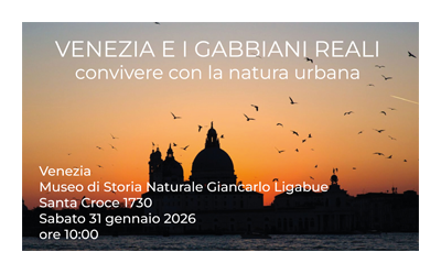 Gabbiani reali a Venezia: convivere con la natura urbana